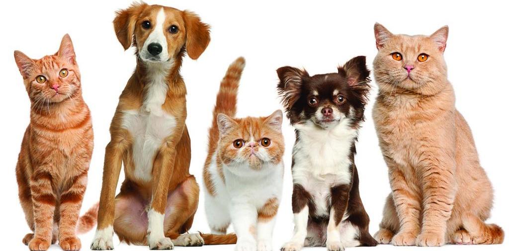 Доска объявлений о животных | ЗооТом - продажа, вязка и услуги для животных в Верее