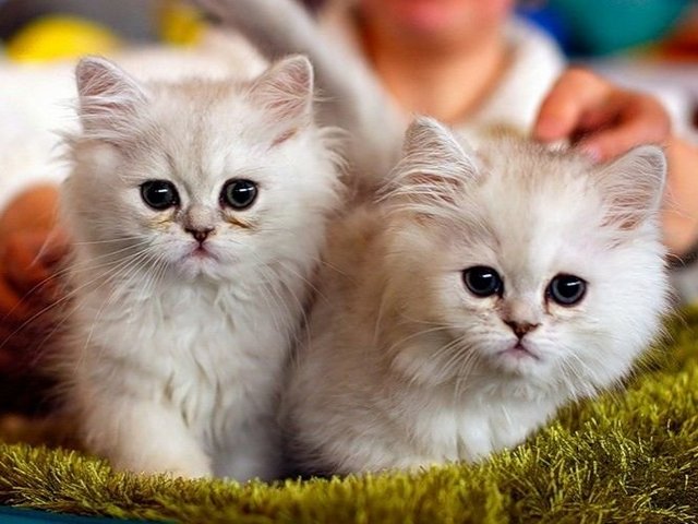 Породы кошек в Верее | ЗооТом портал о животных
