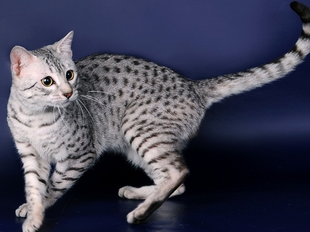 Породы кошек в Верее | ЗооТом портал о животных