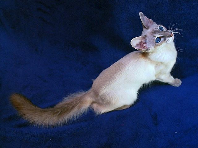 Выведенные породы кошек в Верее | ЗооТом портал о животных