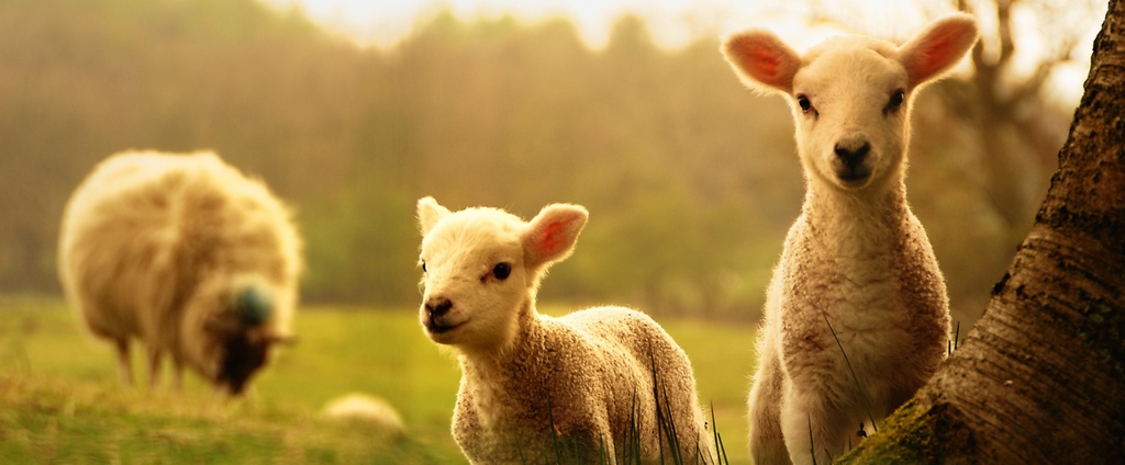 Объявления о сельскохозяйственных животных | ЗооТом - продажа, вязка и услуги для животных в Верее
