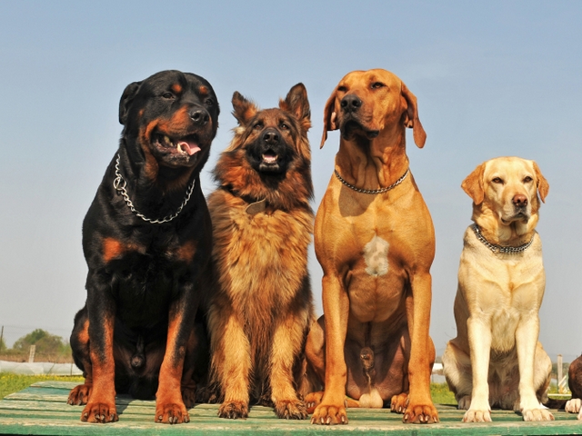 Крупные породы собак в Верее | ЗооТом портал о животных